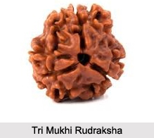 Tri Mukhi Rudraksha