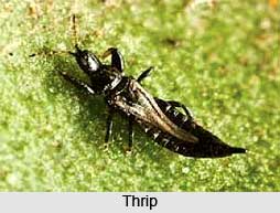 Thrip, Insect