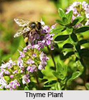 Thyme Oil