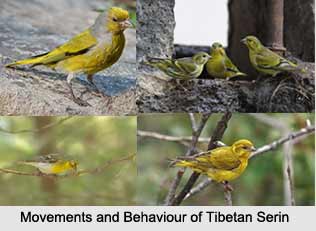 Tibetan Serin, Indian Bird