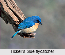 Tickell`s Blue Flycatcher, Indian Bird