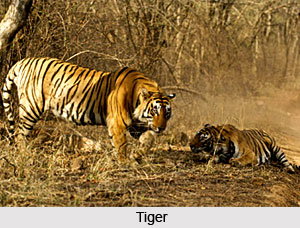Ranthambore National Park, Rajasthan
