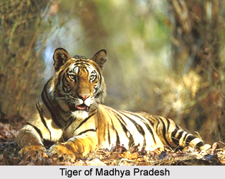Geography of Madhya Pradesh