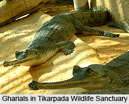 Tikarpada Wildlife Sanctuary, Orissa