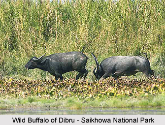 Tinsukia District, Assam