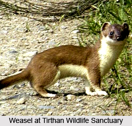 Tirthan Wildlife Sanctuary, Kullu District, Himachal Pardesh