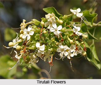 Tirutali, Indian Medicinal Plant