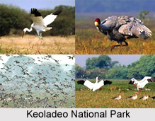 Tourism in Bharatpur