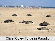 Tourism in Paradip