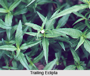 Trailing Eclipta, Indian Plant