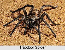 Trapdoor Spider