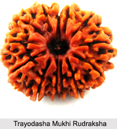 Trayodasha Mukhi Rudraksha