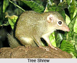 Tree Shrew, Indian Animal