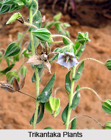 Trikantaka, Indian Medicinal Plants