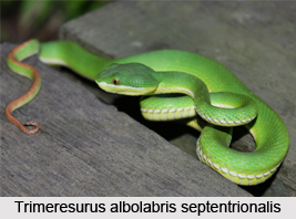 Trimeresurus Albolabris Septentrionalis, Indian Reptile