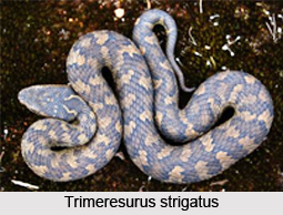 Trimeresurus Strigatus, Indian Reptile
