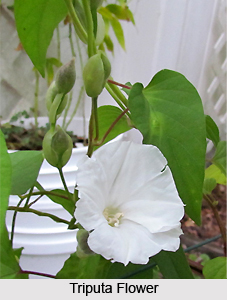Triputa, Indian Medicinal Plant