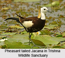 Trishna Wildlife Sanctuary, Tripura