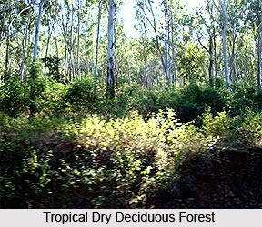 Forest Vegetation in India
