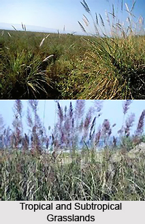 Tropical and Subtropical Grasslands, Savannas,  and Shrub-Lands in India