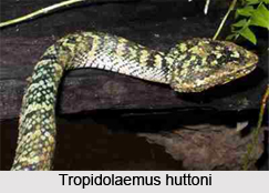 Tropidolaemus Huttoni, Indian Reptile