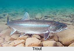 Trout, Indian Fish