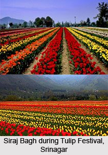 Tulip Festival, Srinagar, Kashmir