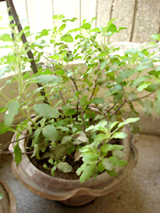 Tulsi in Hindu Rituals