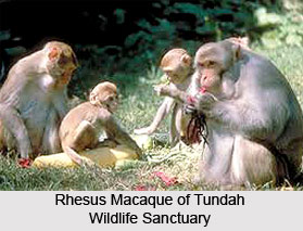 Tundah Wildlife Sanctuary, Chamba District, Himachal Pradesh