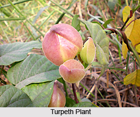 Turpeth, Indian Plant