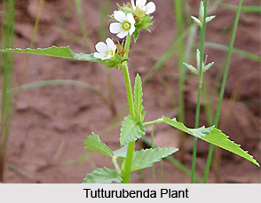 Tutturubenda, Indian Medicinal Plant