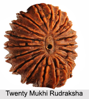 Twenty Mukhi Rudraksha