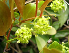 Flora & Fauna - Indian History | Indianetzone