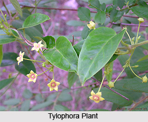 Tylophora , Indian Herb