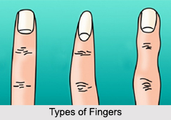 Types of Fingers, Palmistry