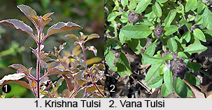 Types of Tulsi
