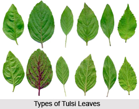 Types of Tulsi  Plants
