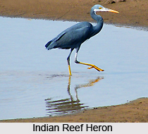 Udhayamarthandapuram Bird Sanctuary, Tamil Nadu