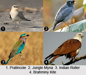 Udhuwa Lake Bird Sanctuary, Jharkhand