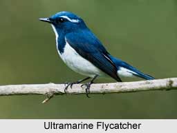 Ultramarine Flycatcher, Indian Bird