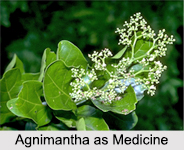Use of Agnimantha as Medicines, Classification of Medicine