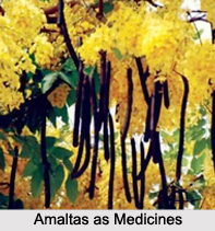 Use of Amaltas as Medicines, Classification of Medicine