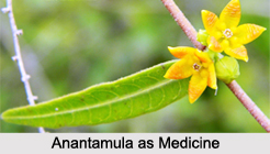 Use of Anantamula as Medicines, Classification of Medicine