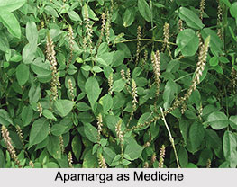 Use of Apamarga as Medicines, Classification of Medicine