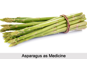 Use of Asparagus as Medicines, Classification of Medicine