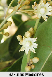 Use of Bakul as Medicines, Classification of Medicine
