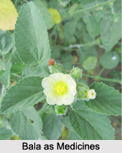 Use of Bala as Medicines, Classification of Medicine