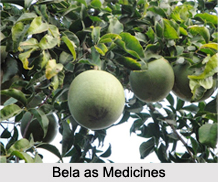 Use of Bela as Medicines, Classification of Medicine