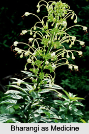 Use of Bharangi as Medicines, Classification of Medicine