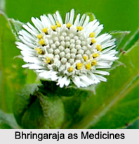 Use of Bhringaraja as Medicines, Classification of Medicine